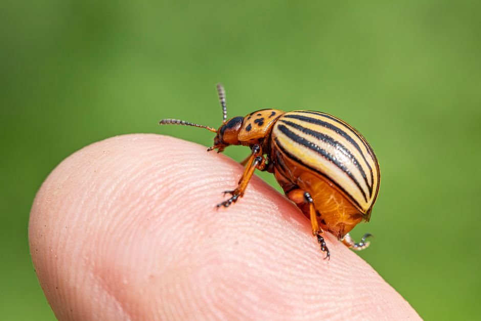 Managing Common Garden Pests Naturally